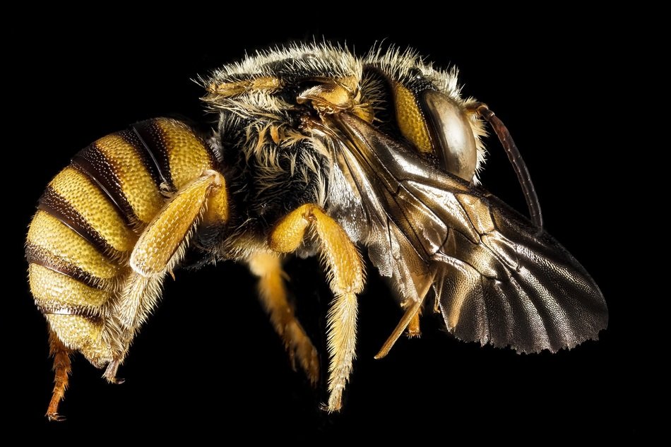 Colorful honeybee on the black background