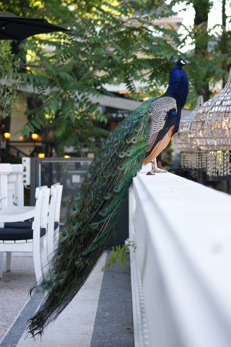 peacock sitting on the fence in the garden