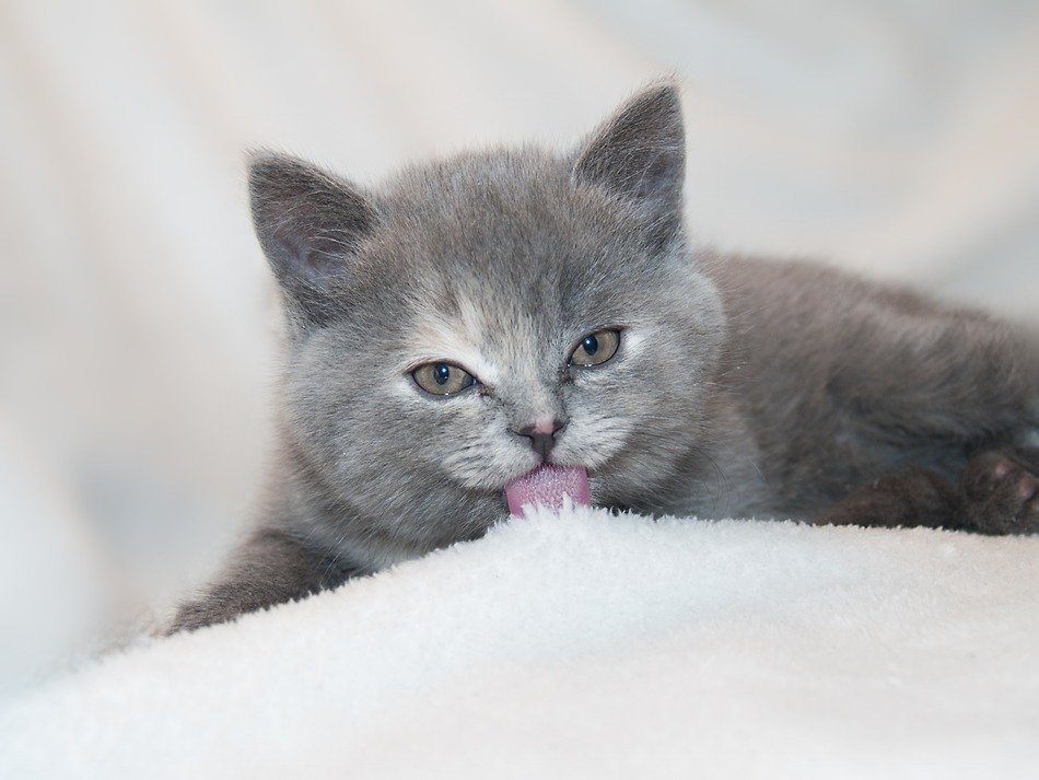 Grey fluffy kitten in the snow close-up on a blurred background