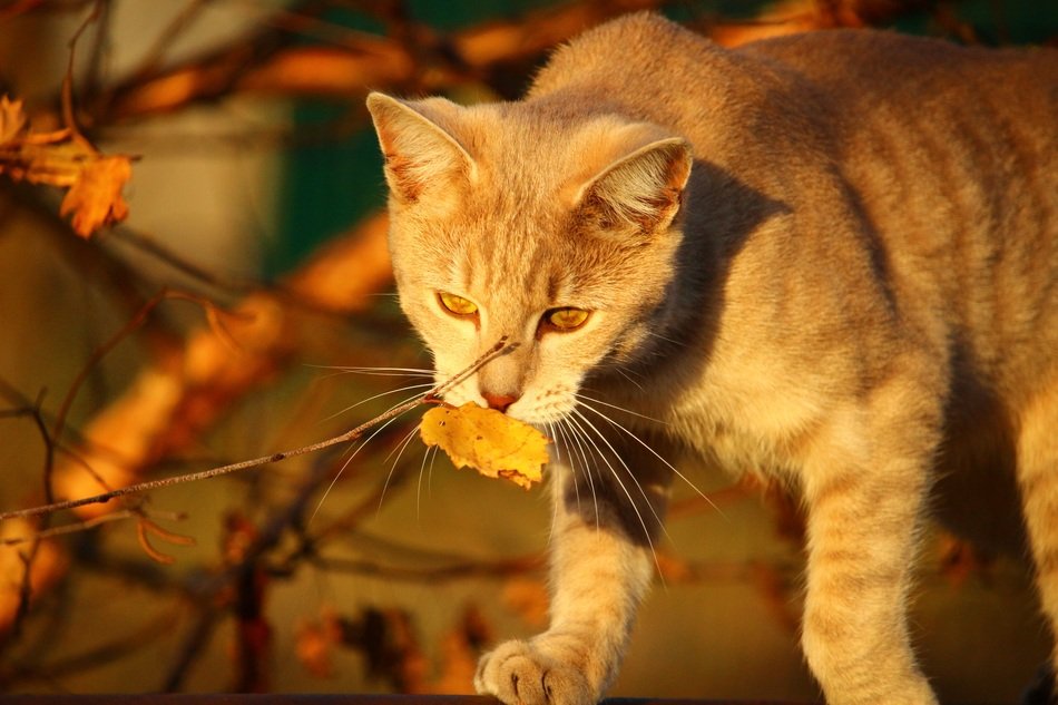 cat playing with autumn foliage