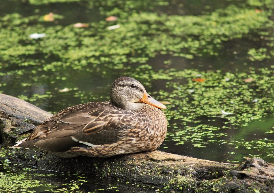 wild duck on the background of the pond