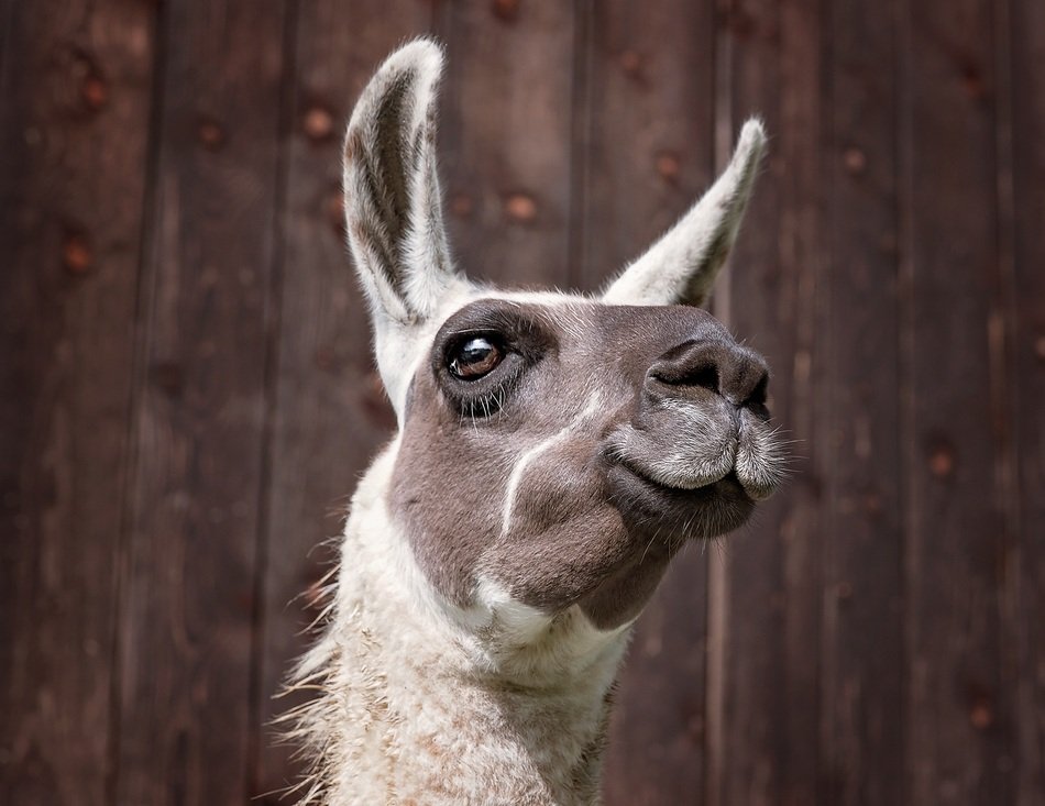 photo of lama in the wild