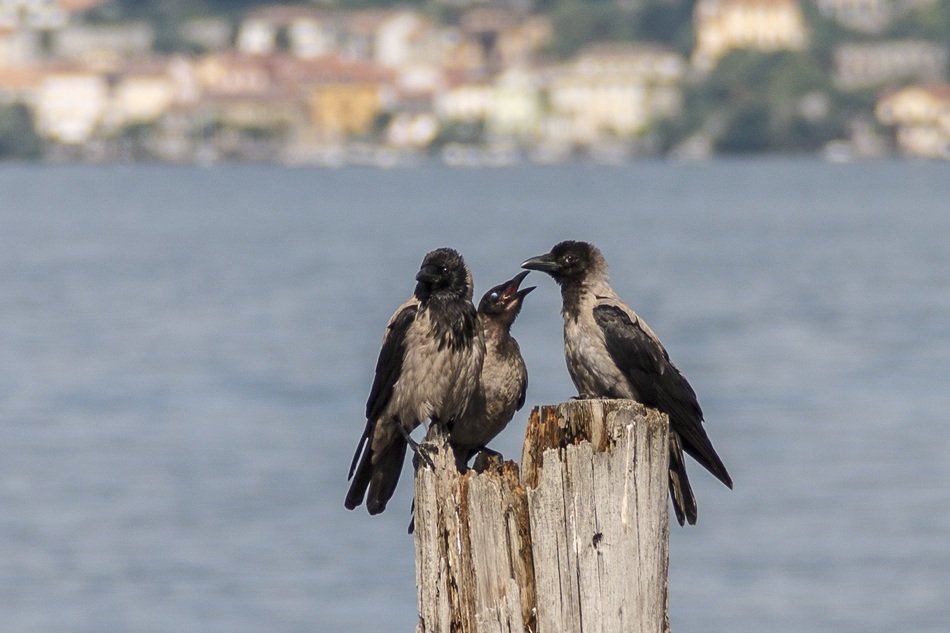 beautiful and amazing Crow Birds