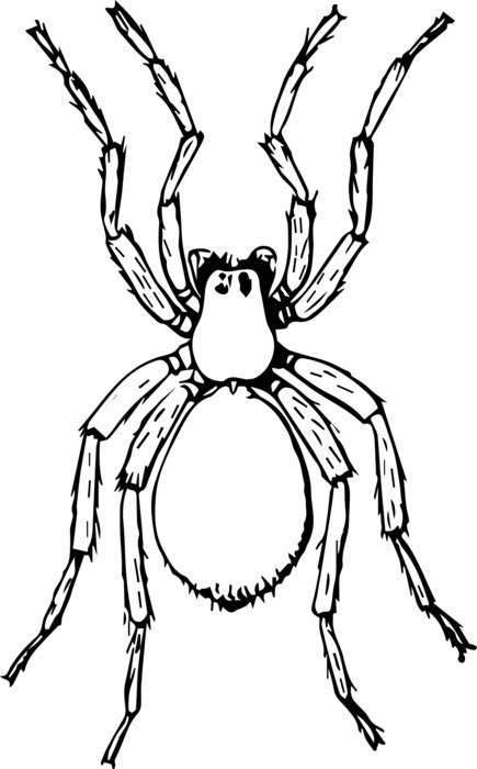 bellied spider drawing