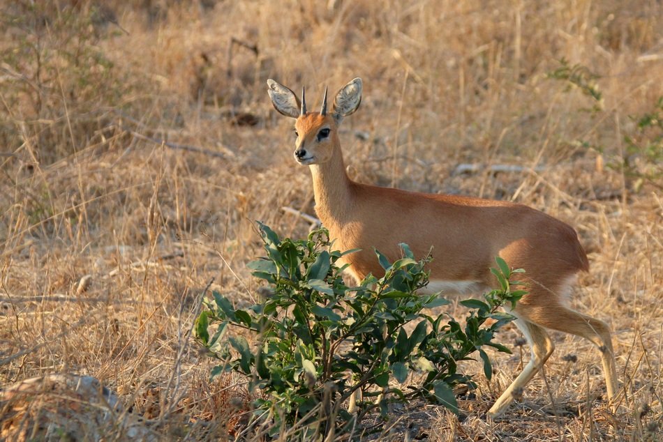 magnificent Kruger Deer