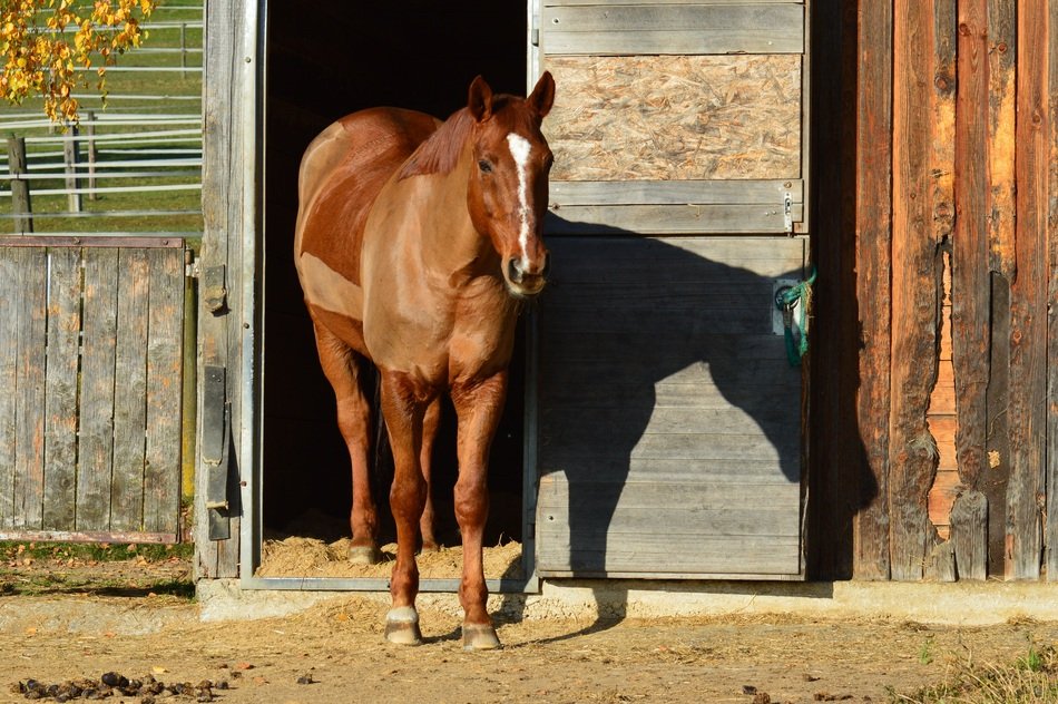 shaved horse