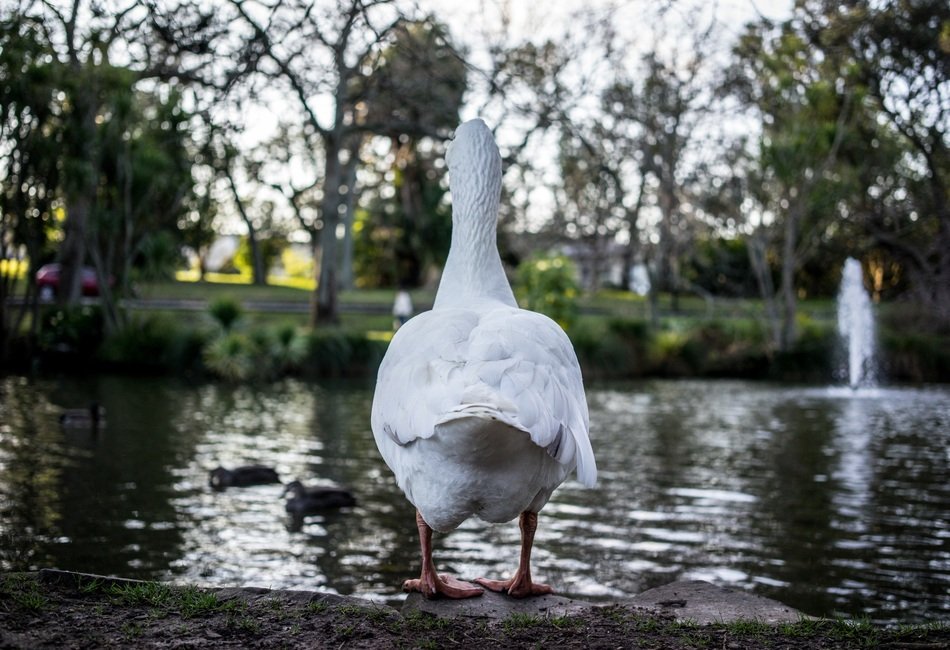 photo of white duck from the back