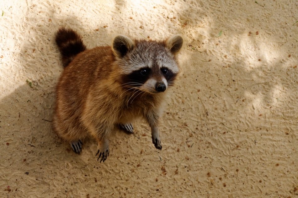 cute Raccoon Animal