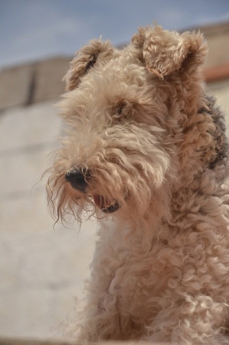 portrait of brown Airedale