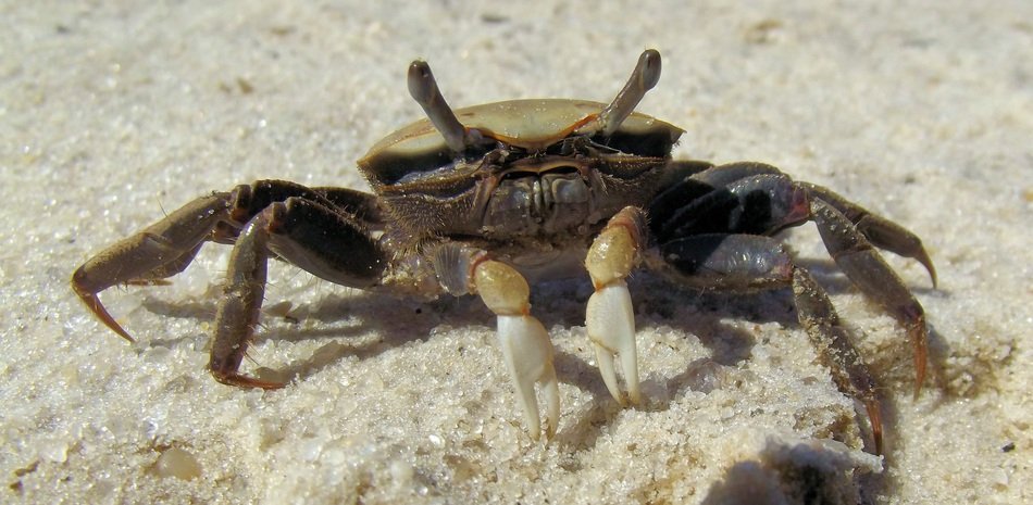 the crab is on the sand
