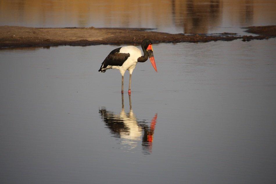 stork in the water in africa