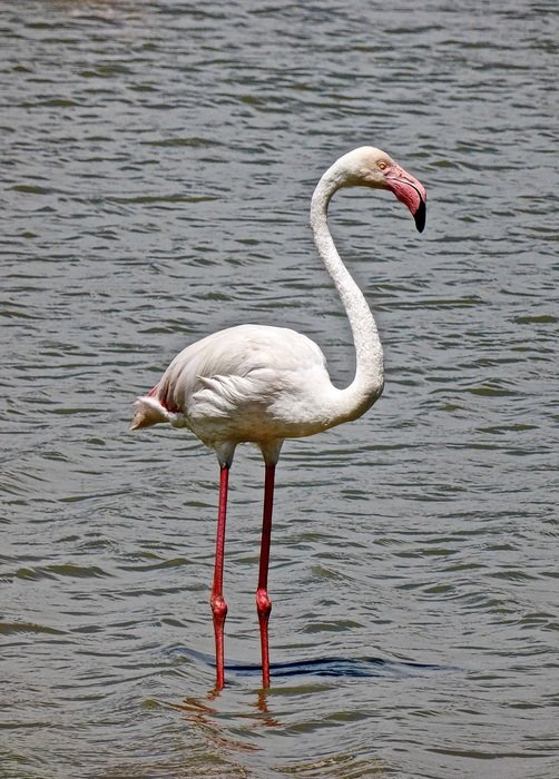 White flamingo in the water