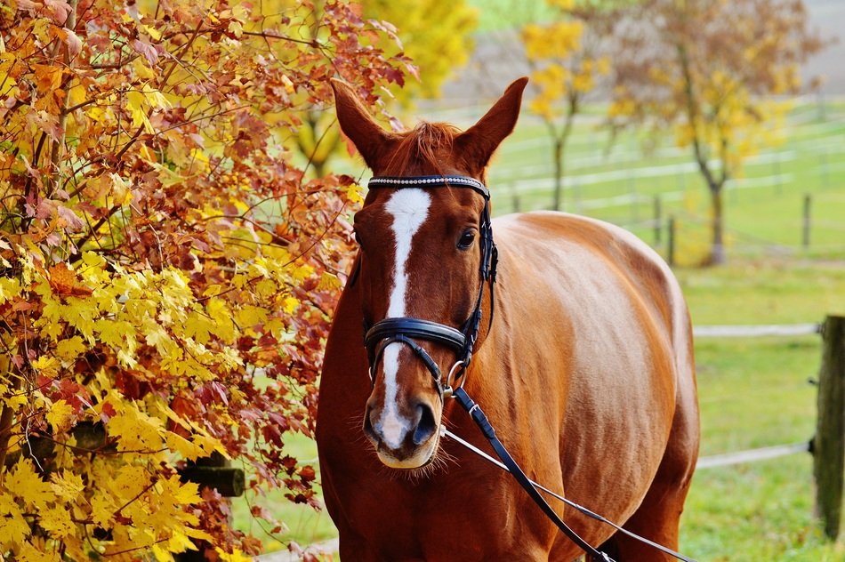 graceful horse on the autumn meadow