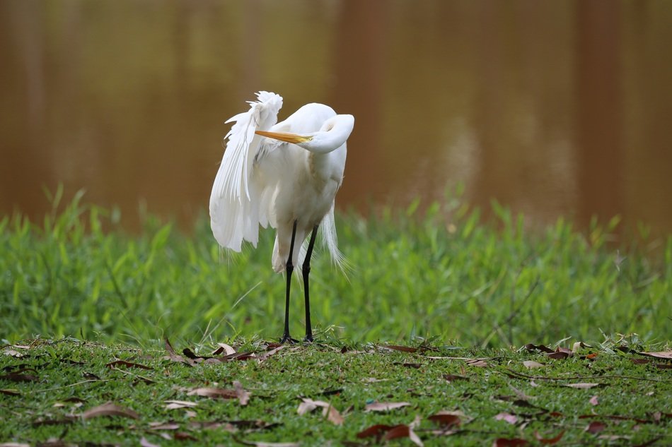 picture of the Great White Heron On The Lakeside