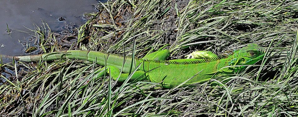 green iguana in the coast