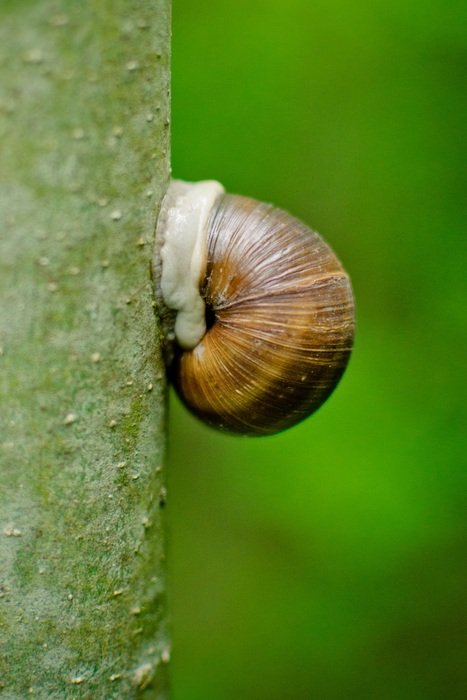 snail in the shell on the tree