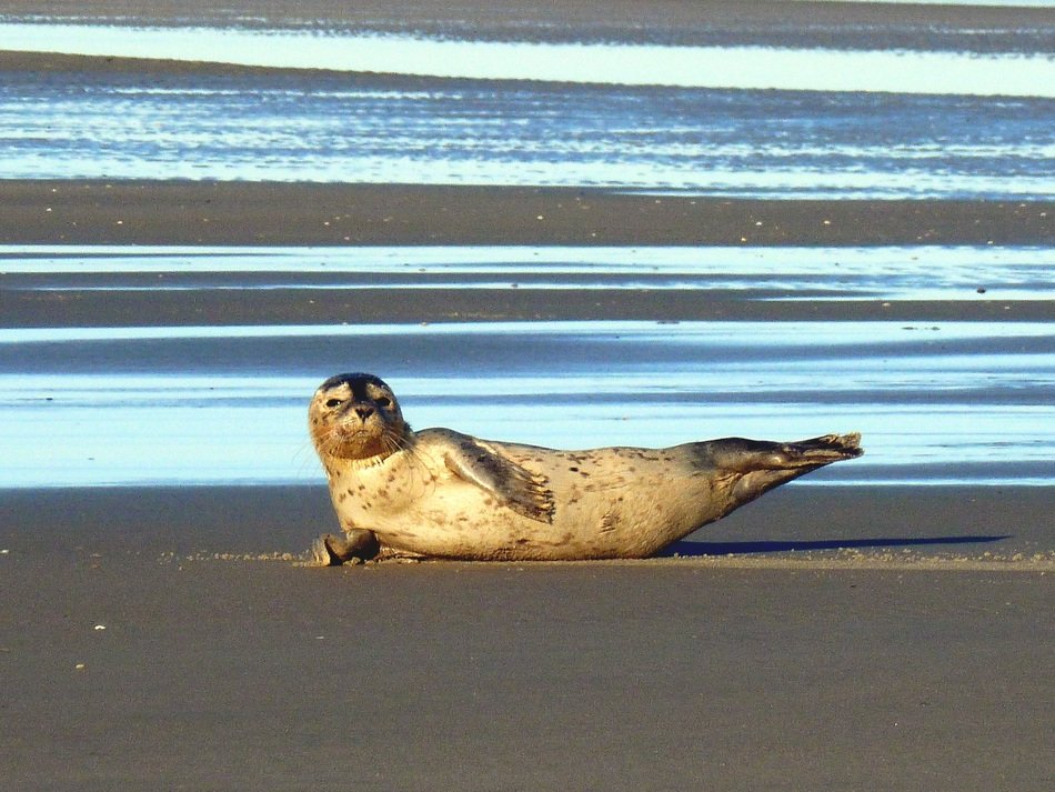 seal lies on the beach by the sea, germany, fÃ¶hr