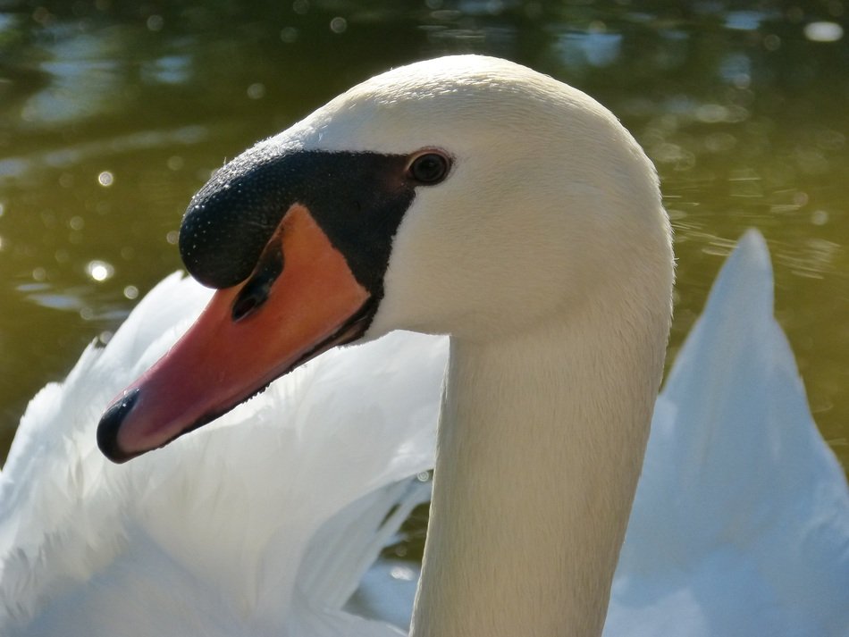 red beak of the majestic swan close-up