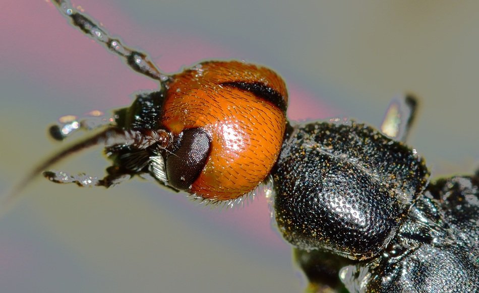 Beetles Nero bug
