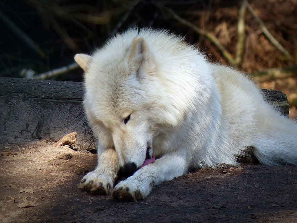 wolf washing himsel