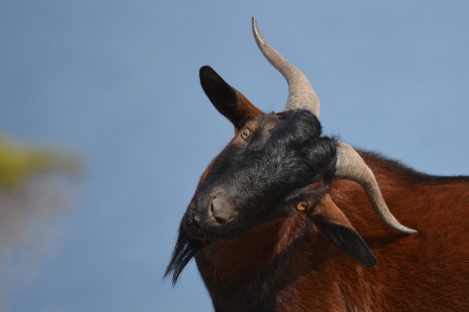 picture of the brown goat