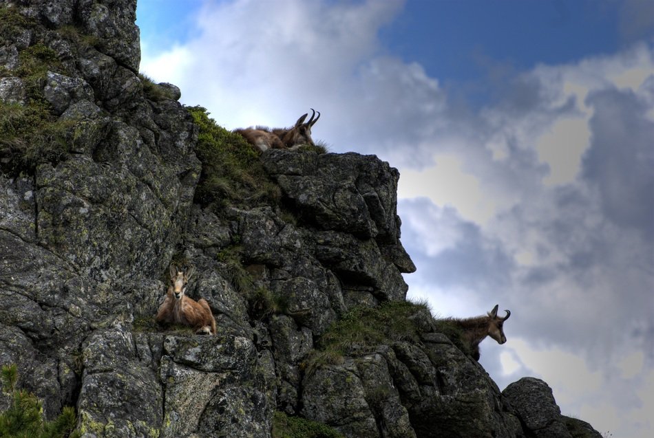 Deers on the Czerwone Wierchy mountain peaks in poland