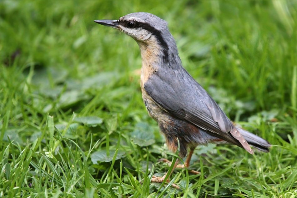 Kleiber, Young Bird on grass