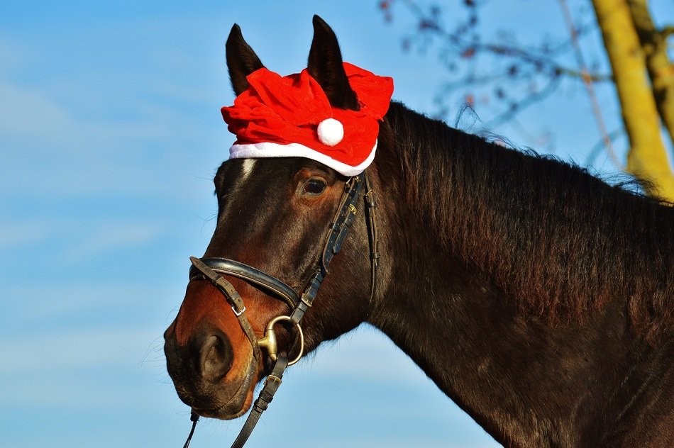 brown horse in the Santa hat