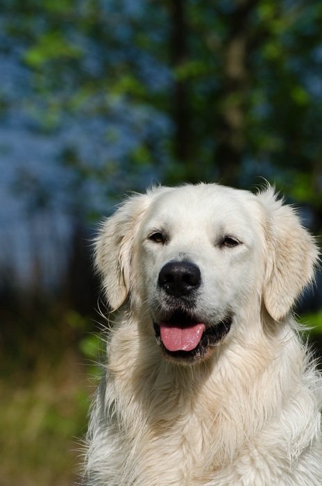 retriever in attention