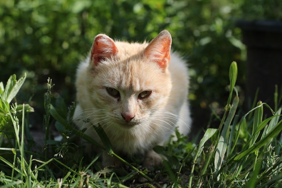 Picture of the cat in a grass