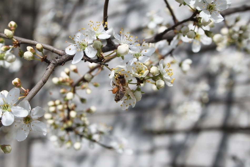 Bee takes honey from the flowers