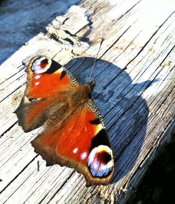 Summer red Butterfly