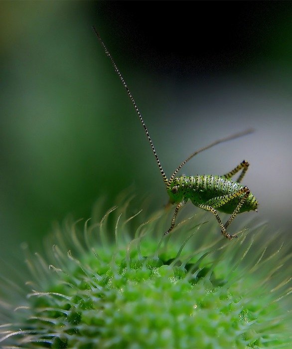 green delicate grasshopper close-up on blurred background