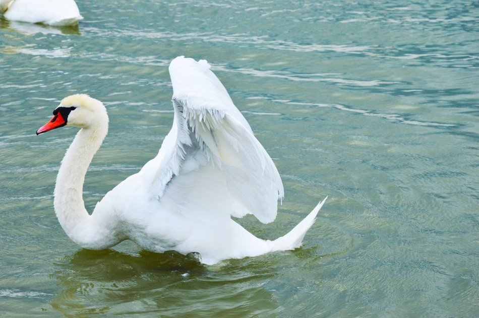 Balaton Swan Bird