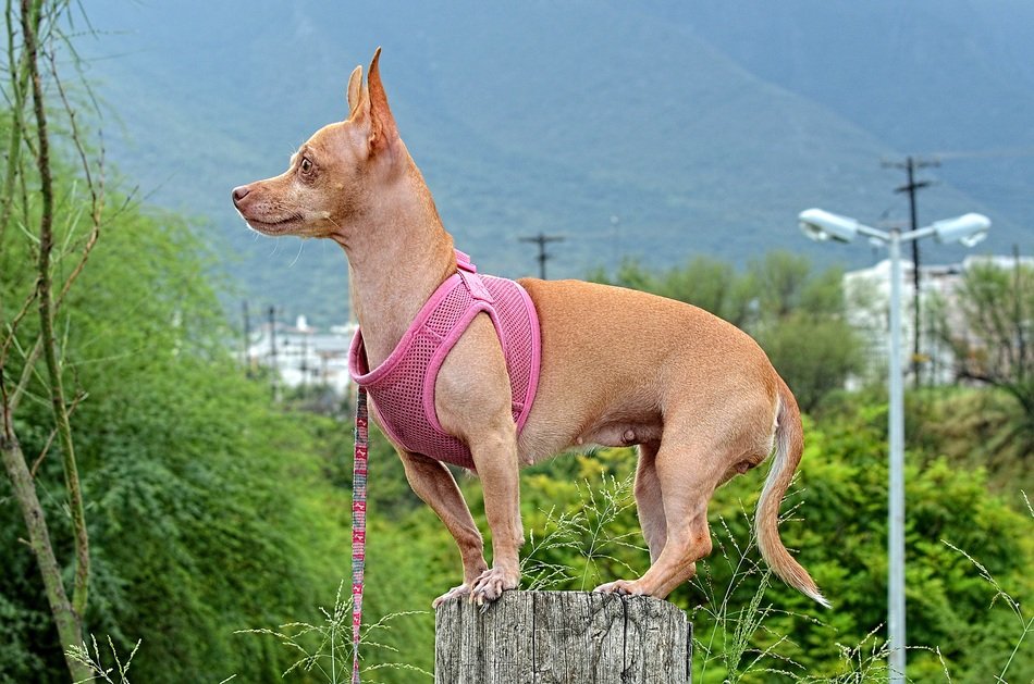 chihuahua on the tree stump
