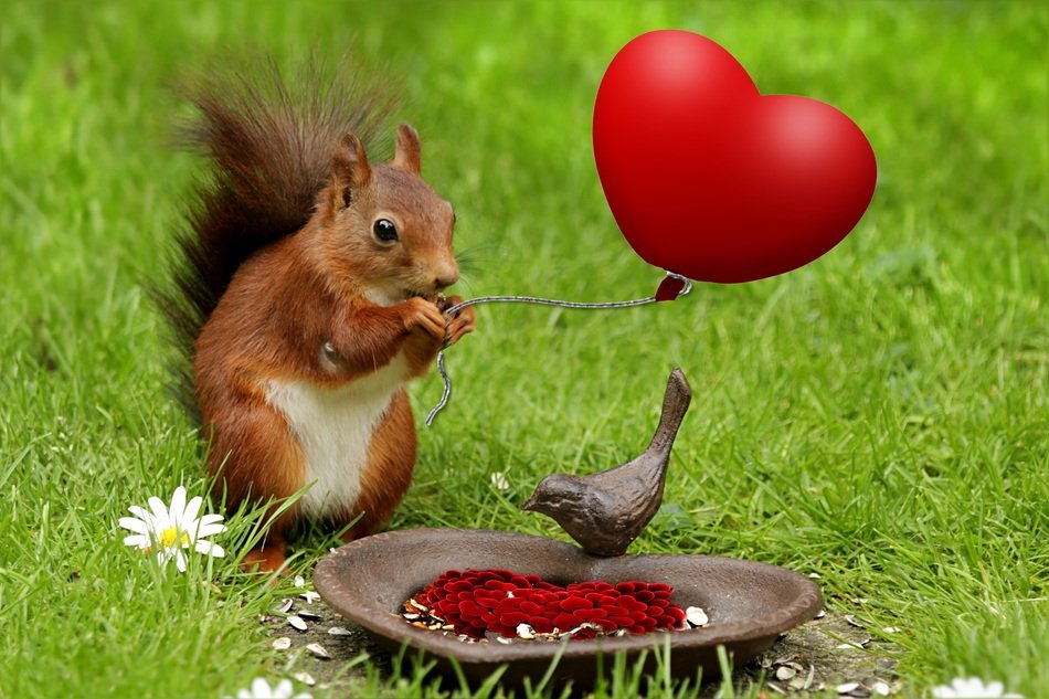 squirrel with balloon for valentine's day