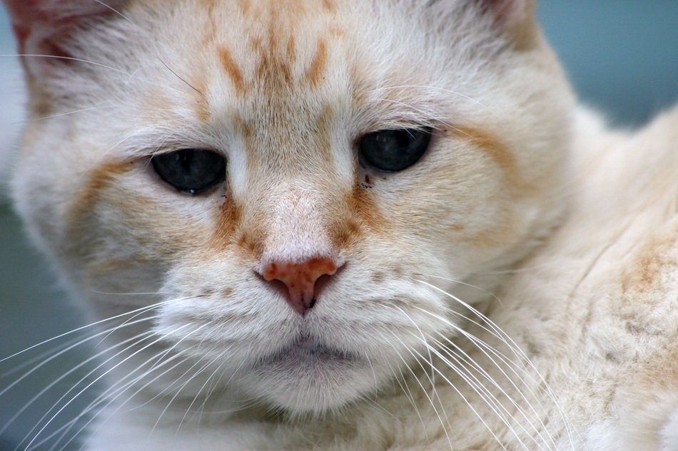 incredibly beautiful Cat Domestic