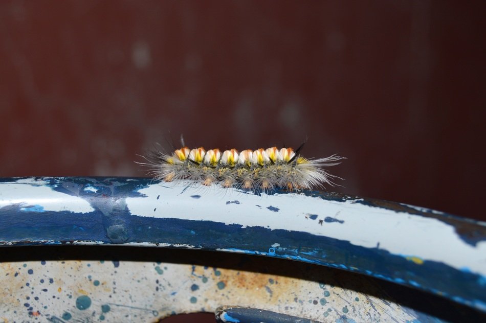 Caterpillar on the foreground