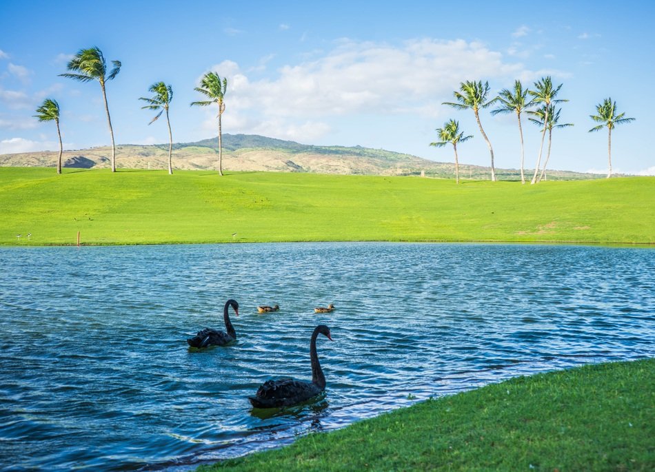 landscape of Black Swans in a calm river