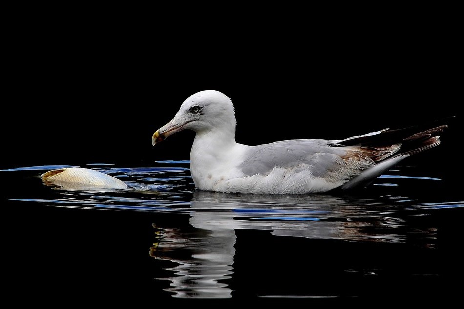 Gull caught fish to eat it