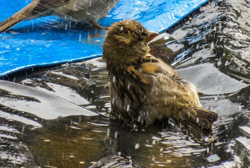 sparrow splashing in the water