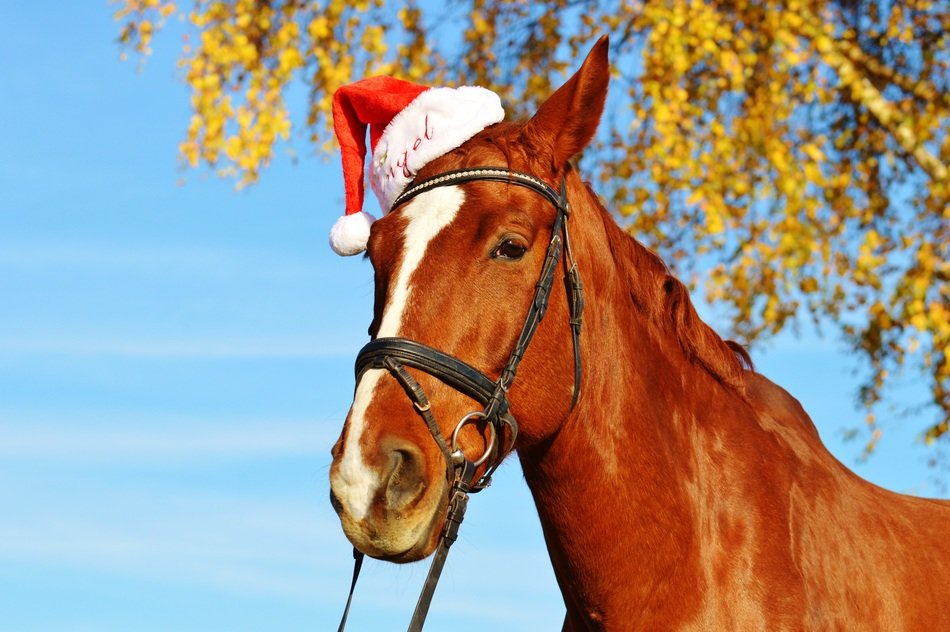 graceful horse in santa hat