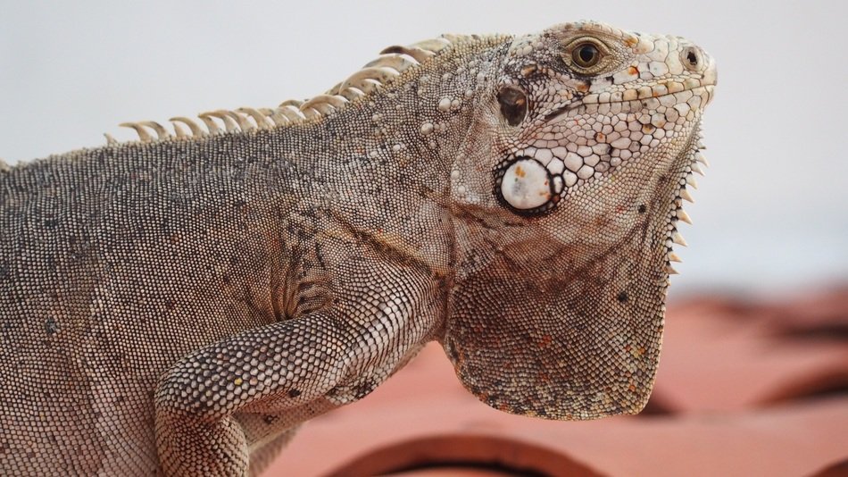 beautiful and amazing Chameleon