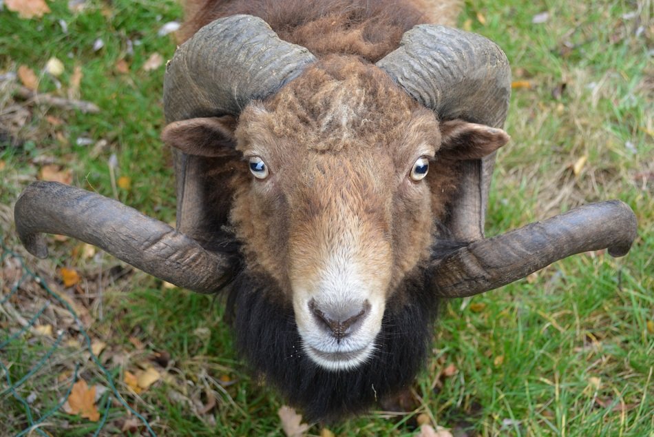 beautiful and amazing Horns