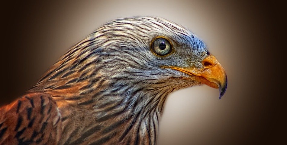 Red Kite Bird Of Prey