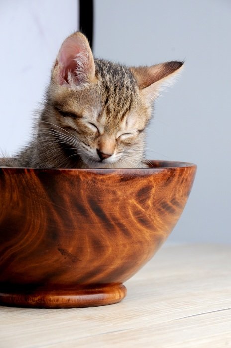 dozing kitten in the bowl