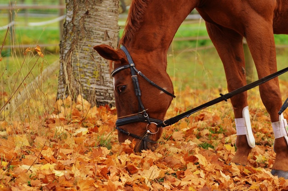 horse walking on the autumn leaves