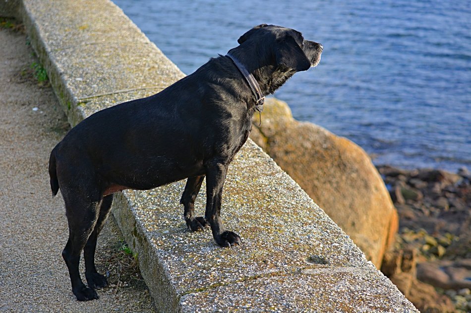 Black Labrador on the coast.