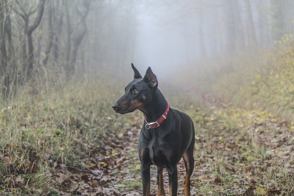doberman in the foggy forest