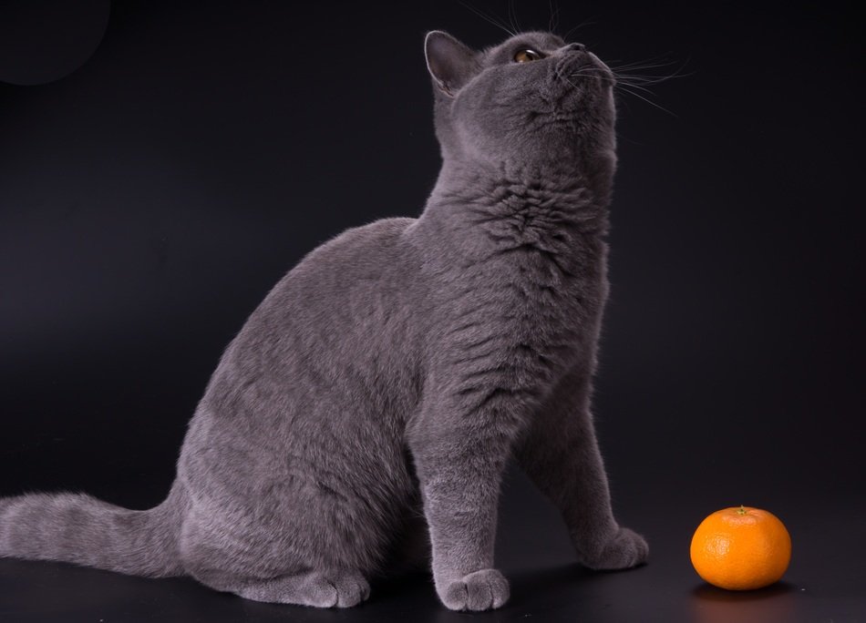 gray british cat and orange mandarin